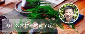 為什么文竹養(yǎng)的黃了呢