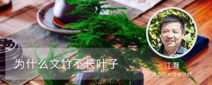 為什么文竹不長(zhǎng)葉子