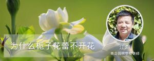 為什么梔子花蕾不開(kāi)花