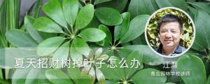 夏天招財(cái)樹(shù)掉葉子怎么辦