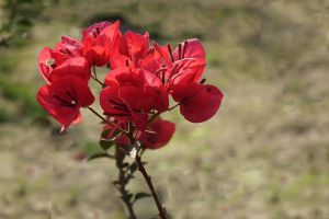 “三角梅”冬天這么養(yǎng)，零下也能冒“花苞”，花開滿盆都羨慕！