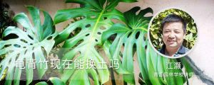 龜背竹現(xiàn)在能換土嗎（四季養(yǎng)護）