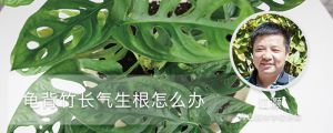 龜背竹長(zhǎng)氣生根怎么辦