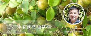 如何种植软枝油茶树