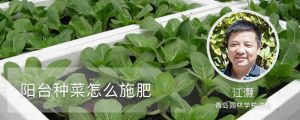 陽臺種菜怎么施肥