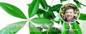 發(fā)財樹樹干變軟的原因，能救活嗎