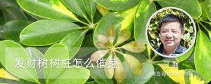 發(fā)財(cái)樹樹樁怎么催芽