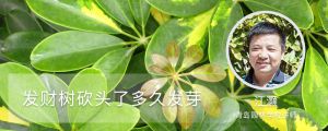 發(fā)財樹砍頭了多久發(fā)芽