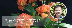 為什么君子蘭不愛長(zhǎng)