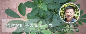 招財(cái)樹葉子發(fā)黃怎么辦