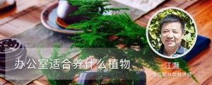 辦公室適合養(yǎng)什么植物