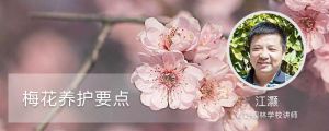 梅花養(yǎng)護要點