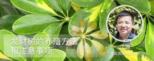 發(fā)財樹的養(yǎng)殖方法和注意事項