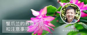 蟹爪蘭的養(yǎng)殖方法和注意事項(xiàng)