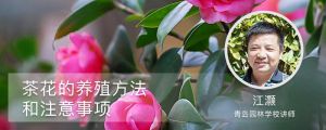 茶花的養(yǎng)殖方法和注意事項(xiàng)