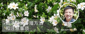 梔子花的養(yǎng)殖方法和注意事項