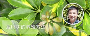 發(fā)財樹的養(yǎng)殖方法