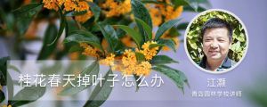 桂花春天掉葉子怎么辦