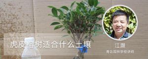 虎皮榕樹(shù)適合什么土壤