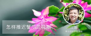 怎樣推遲蟹爪蘭花期，花期怎么澆水