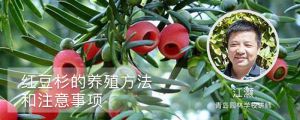 紅豆杉的養(yǎng)殖方法和注意事項