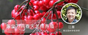 黃金萬兩春天怎樣養(yǎng)殖