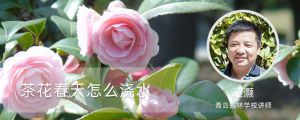 茶花春天怎么澆水