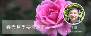 春天月季要修剪嗎