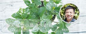 春天植物小苗澆水時間