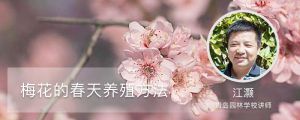 梅花的春天养殖方法