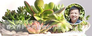 春天養(yǎng)護(hù)多肉植物的方法