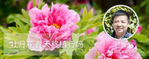 牡丹花春天移植行嗎