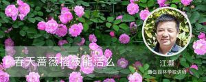 春天薔薇掐枝能活么