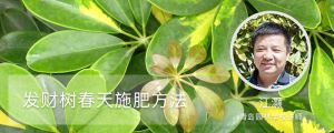 發(fā)財(cái)樹春天施肥方法