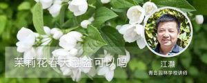 茉莉花春天翻盆可以嗎