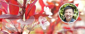 紅葉李春天扦插時(shí)間