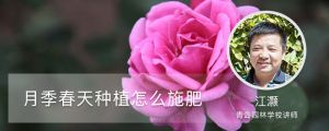 月季春天種植怎么施肥