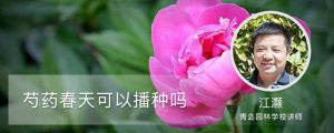 芍藥春天可以播種嗎