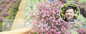 滿天星鮮花怎么保存