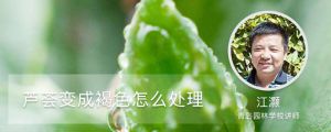 芦荟变成褐色怎么处理