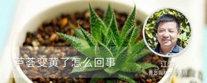 蘆薈變黃了怎么回事