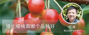 矮化櫻桃苗哪個(gè)品種好