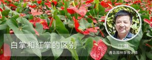 白掌和紅掌的區(qū)別