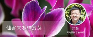 仙客來怎么發(fā)芽