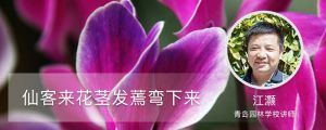 仙客来花茎发蔫弯下来