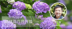 繡球花幾月扦插