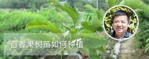 百香果樹(shù)苗如何種植