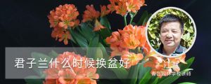 君子蘭什時(shí)候換盆好