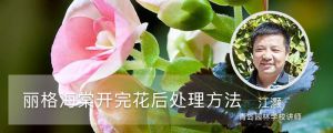 麗格海棠開(kāi)完花后處理方法