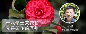 十八學(xué)士茶花和赤丹茶花的區(qū)別